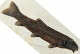 Large Fossil Fish (Notogoneus) - Wyoming #370879-1